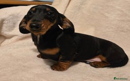 Miniature Dachshund dogs for sale: Ready Now super litter of Dashund puppies - Image 2