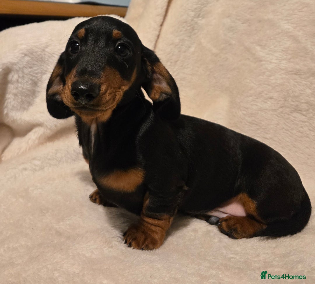 Miniature Dachshund dogs for sale: Ready Now super litter of Dashund puppies - Image 2