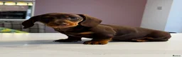 Miniature Dachshund dogs for sale: Adorable KC Pedigree Miniature Dachshund Puppies - Advert 8