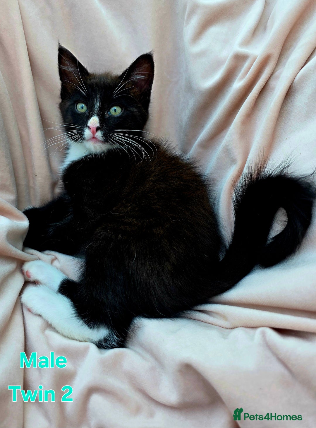 Mixed Breed cats for sale: Maine Coon Cross Kittens Still Available!! - Image 12