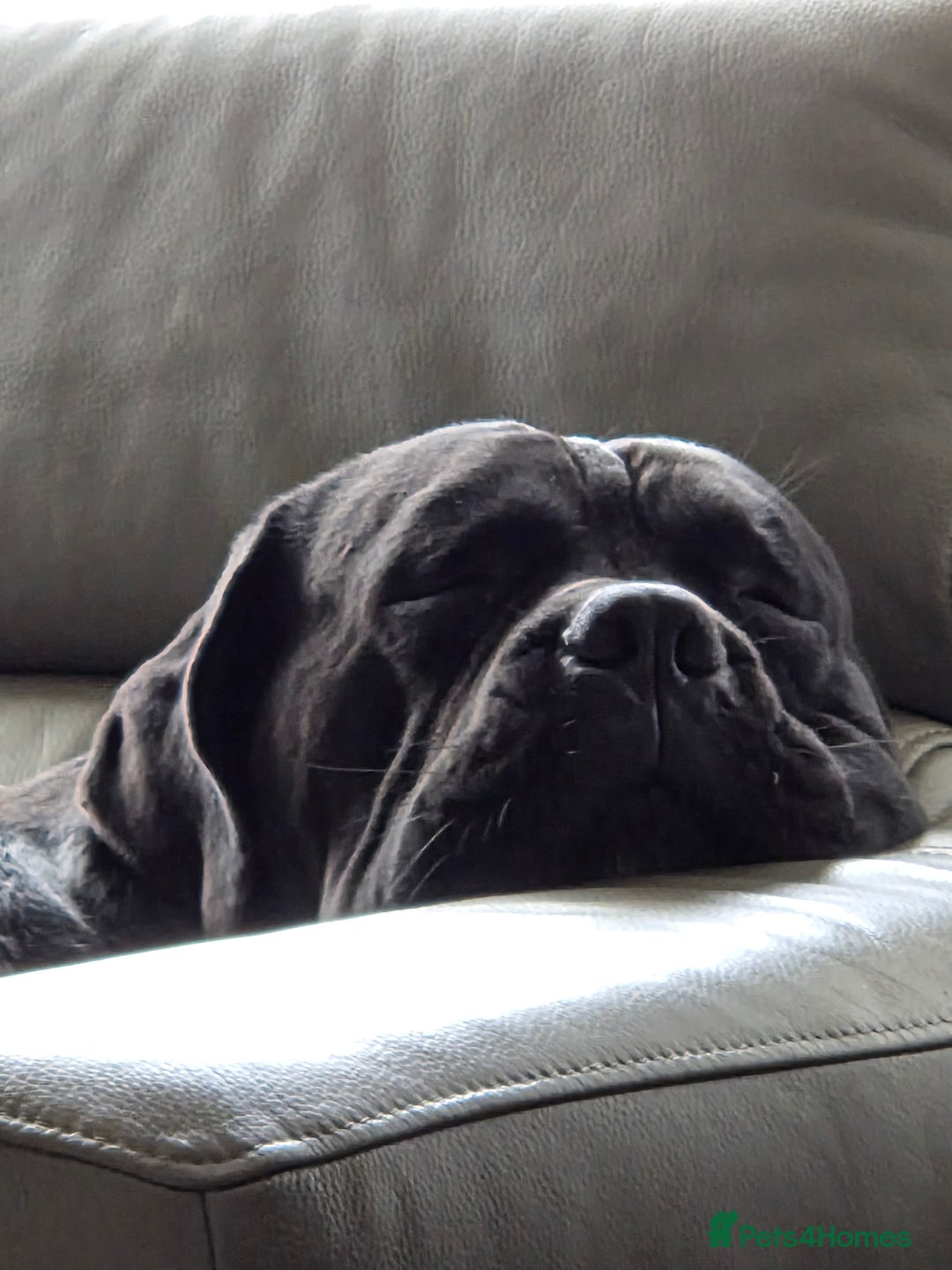 Cane Corso dogs for sale: Arlo - Cane Corso 2 yrs old - Advert 5