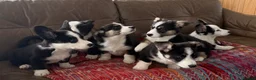 Welsh Corgi Cardigan dogs for sale: ⭐️Beautiful Cardiganshire Corgi Pups *1 LEFT*⭐️ - Advert 27