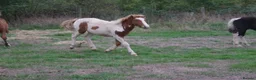 Dartmoor horses for sale: Beautiful & quiet Dartmoor Hill Colt in Colchester - Advert 3