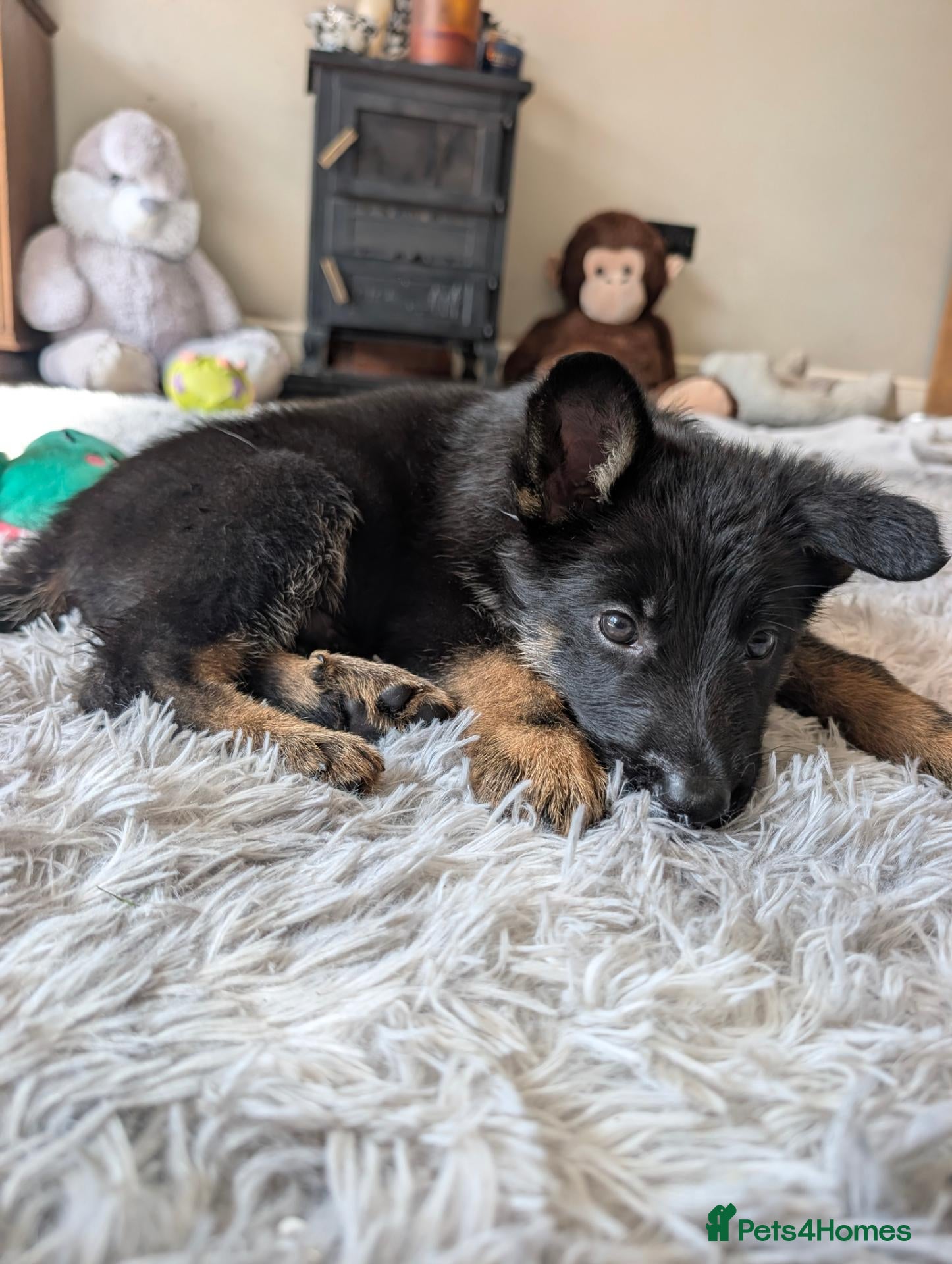 German Shepherd dogs JUST 1 HANDSOME BOY LEFT! STUNNING German Shep Pup - Advert 3