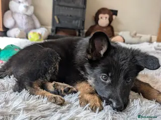 German Shepherd dogs JUST 1 HANDSOME BOY LEFT! STUNNING German Shep Pup - Advert 12