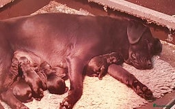 Labrador Retriever dogs for sale: Stunning Black Labrador Puppies KC Parents  - Image 16