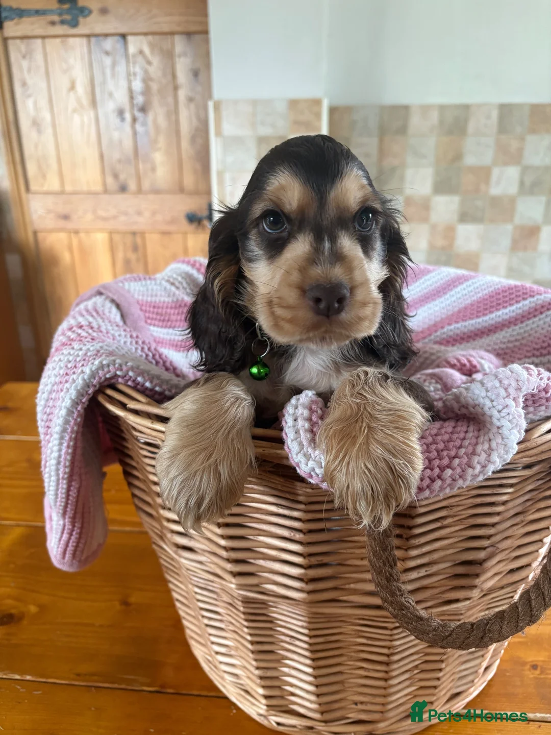 Cocker Spaniel dogs for sale: Ready now! Health tested show cocker spaniels - Advert 1