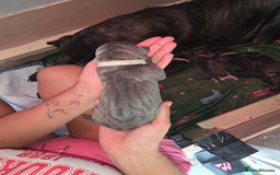 Cane Corso dogs for sale: 8 beautiful cane corsos  - Image 24
