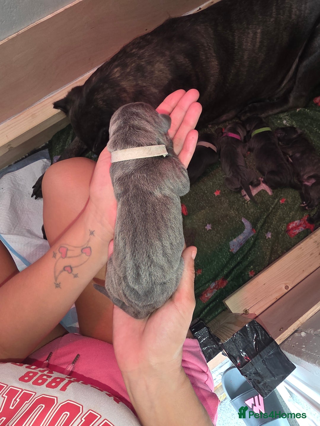 Cane Corso dogs for sale: 8 beautiful cane corsos  - Image 24