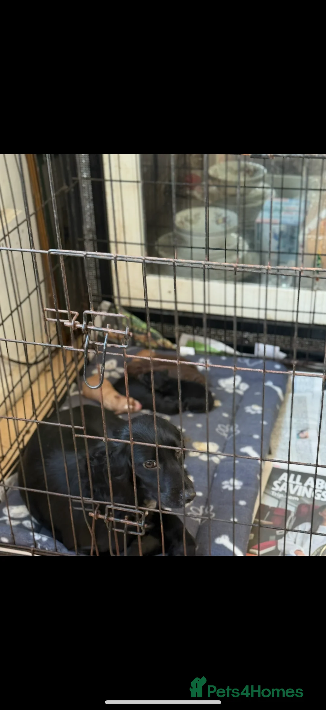 Cockapoo dogs for sale: F1 cockapoos  - Advert 2