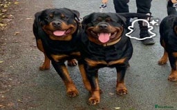 Rottweiler dogs for sale: Rottweiler Puppies  - Image 31