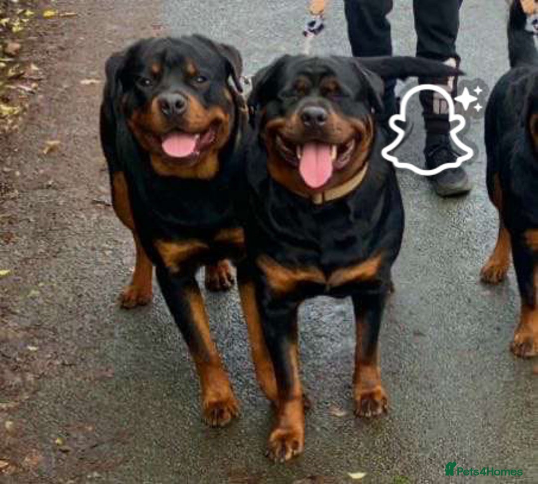 Rottweiler dogs for sale: Rottweiler Puppies  - Image 31