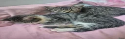 Mixed Breed cats for sale: 6 kittens * Ready Now * in Telford - Advert 22