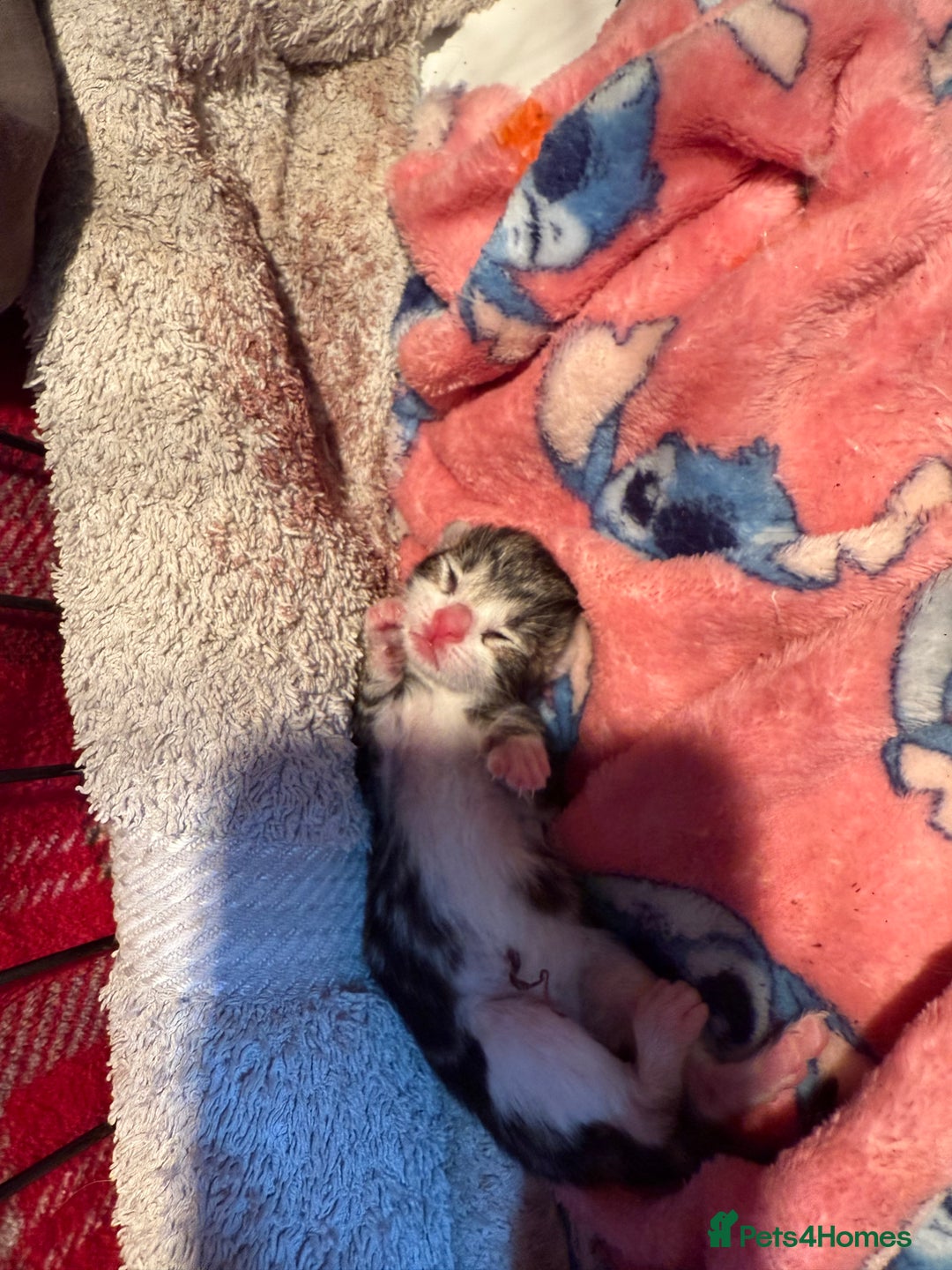 Bengal cats for sale: half bengal kittens  - Image 13