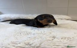 Miniature Dachshund dogs for sale: 2 stunning miniature dachshund puppy’s  - Image 10