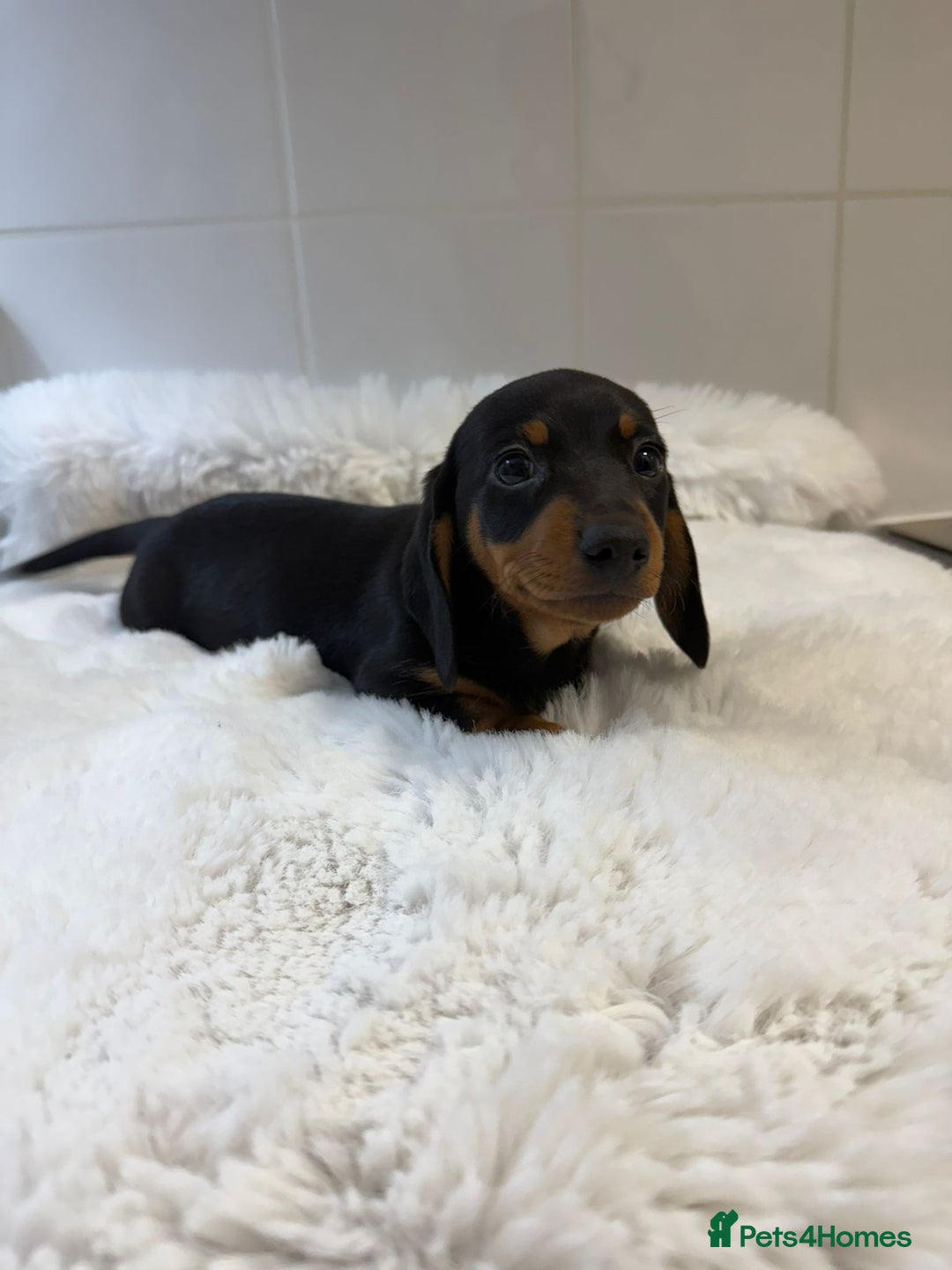 Miniature Dachshund dogs for sale: 2 stunning miniature dachshund puppy’s  - Image 10