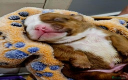 English Bulldog dogs for sale: KC Reg English Bulldogs Champion Bloodlines  - Image 12
