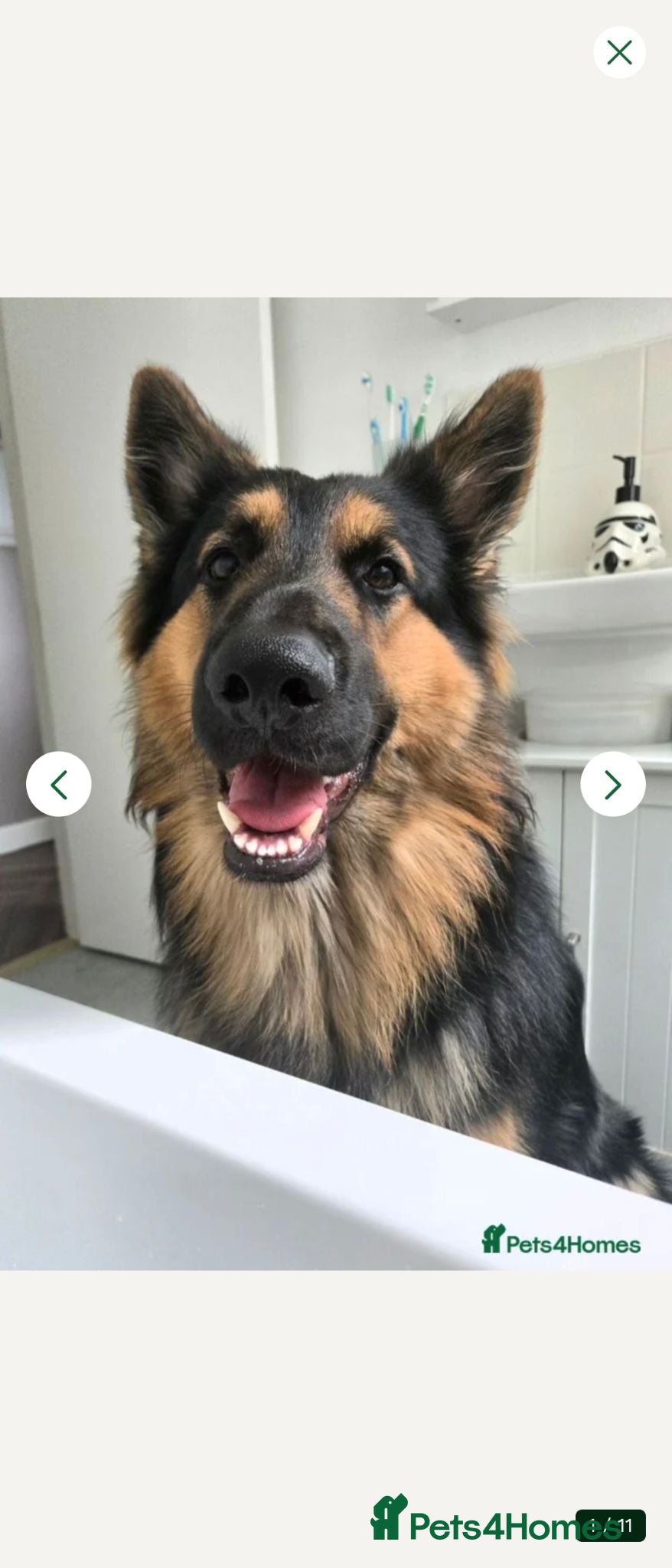German Shepherd dogs Axel, German Shepherd🐾 - Advert 12
