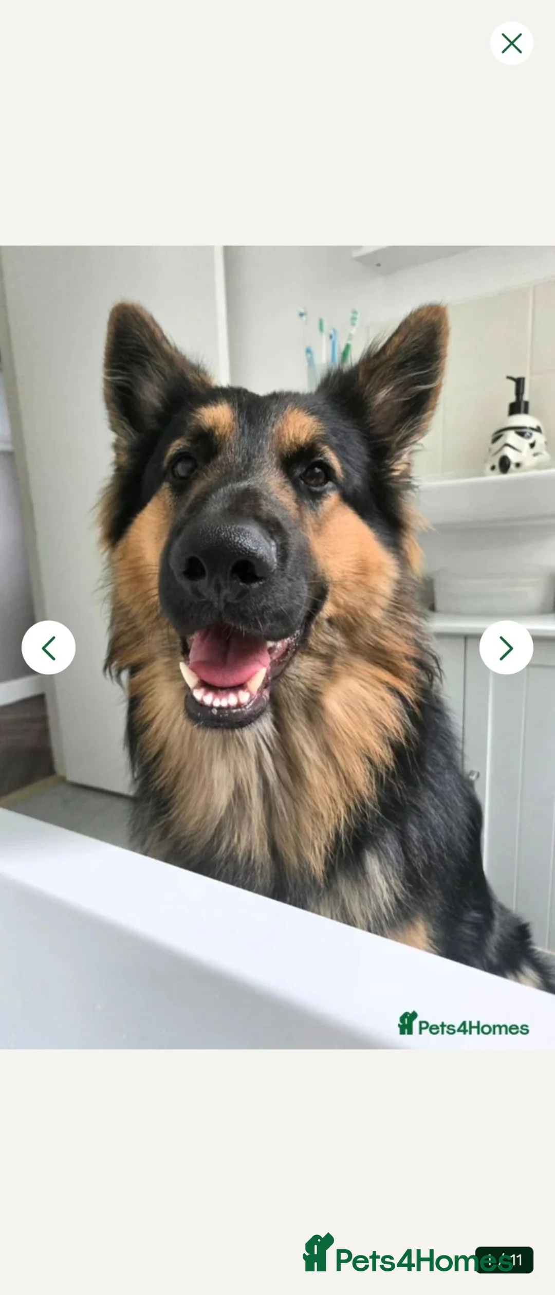 German Shepherd dogs for stud: Axel, German Shepherd🐾 - Advert 1