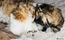 Lhasa Apso dogs for sale: 6 beautiful Lhasa Apso puppies - Image 6