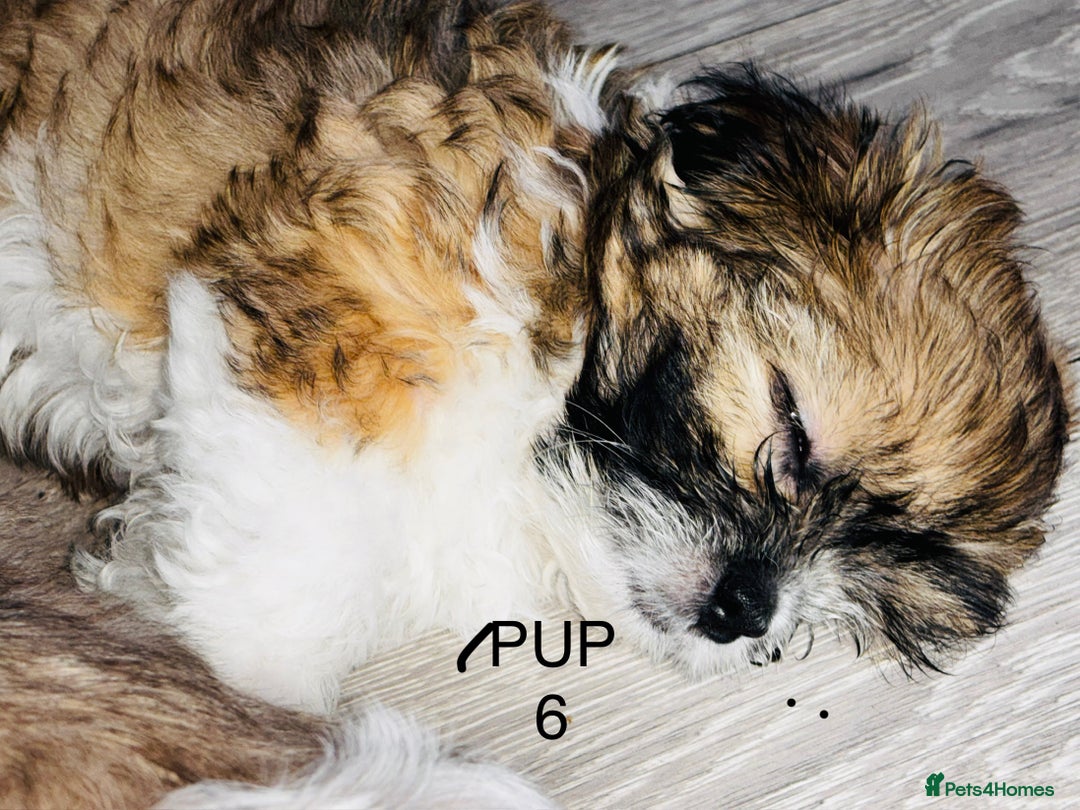Lhasa Apso dogs for sale: 6 beautiful Lhasa Apso puppies - Image 6