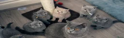 British Shorthair cats for sale: Beautiful British Shorthair Kittens - Advert 2