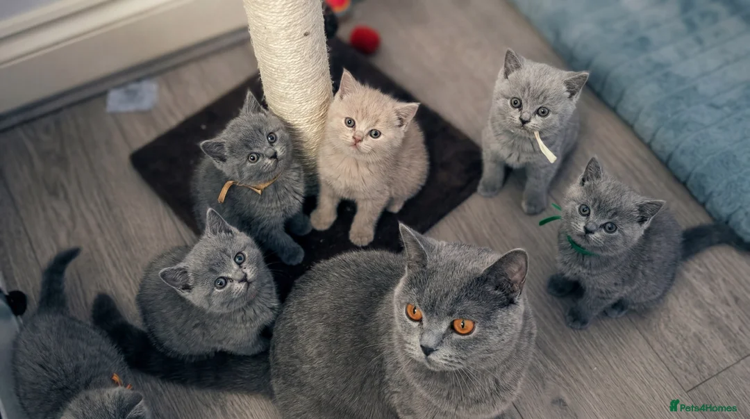 British Shorthair cats for sale: Beautiful British Shorthair Kittens - Advert 2