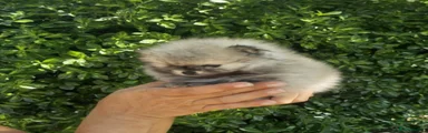 Pomeranian 2 female 