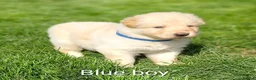 German Shepherd dogs for sale: Gorgeous German Shepherd pups for sale - Advert 17
