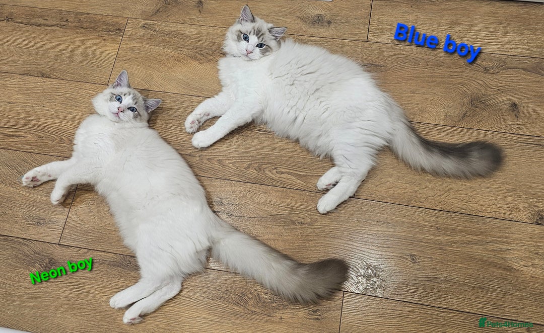Ragdoll cats for sale: Pedegree Active Gccf 2 boys left  - Advert 23