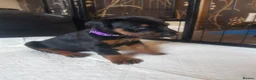 Dobermann dogs for sale: Adorable Doberman puppies  - Advert 31