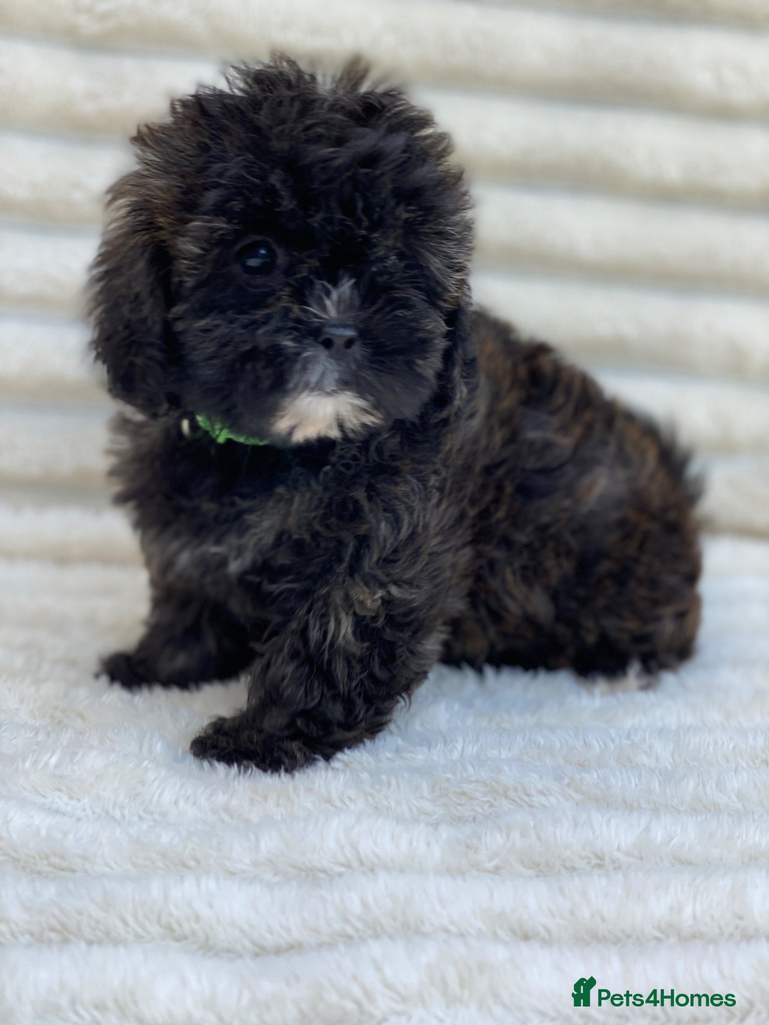 Shihpoo dogs Health tested shihpoos  - Advert 1