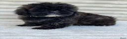 Shihpoo dogs for sale: Health Tested,READY TO GO - Advert 12
