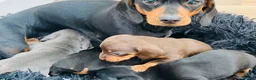 Miniature Dachshund dogs for sale: Beautiful Miniature Dachshund boy in Lincoln - Advert 3