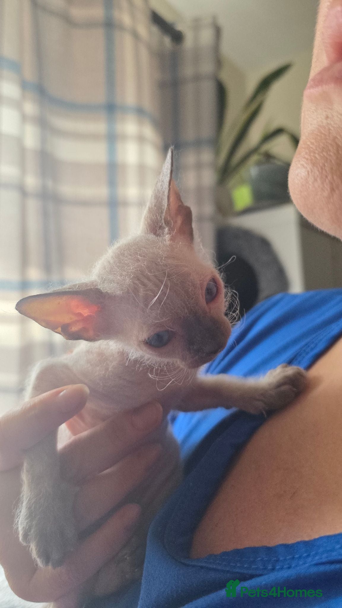 Sphynx cats Sphynx kittens 1 male 1 female left - Advert 15