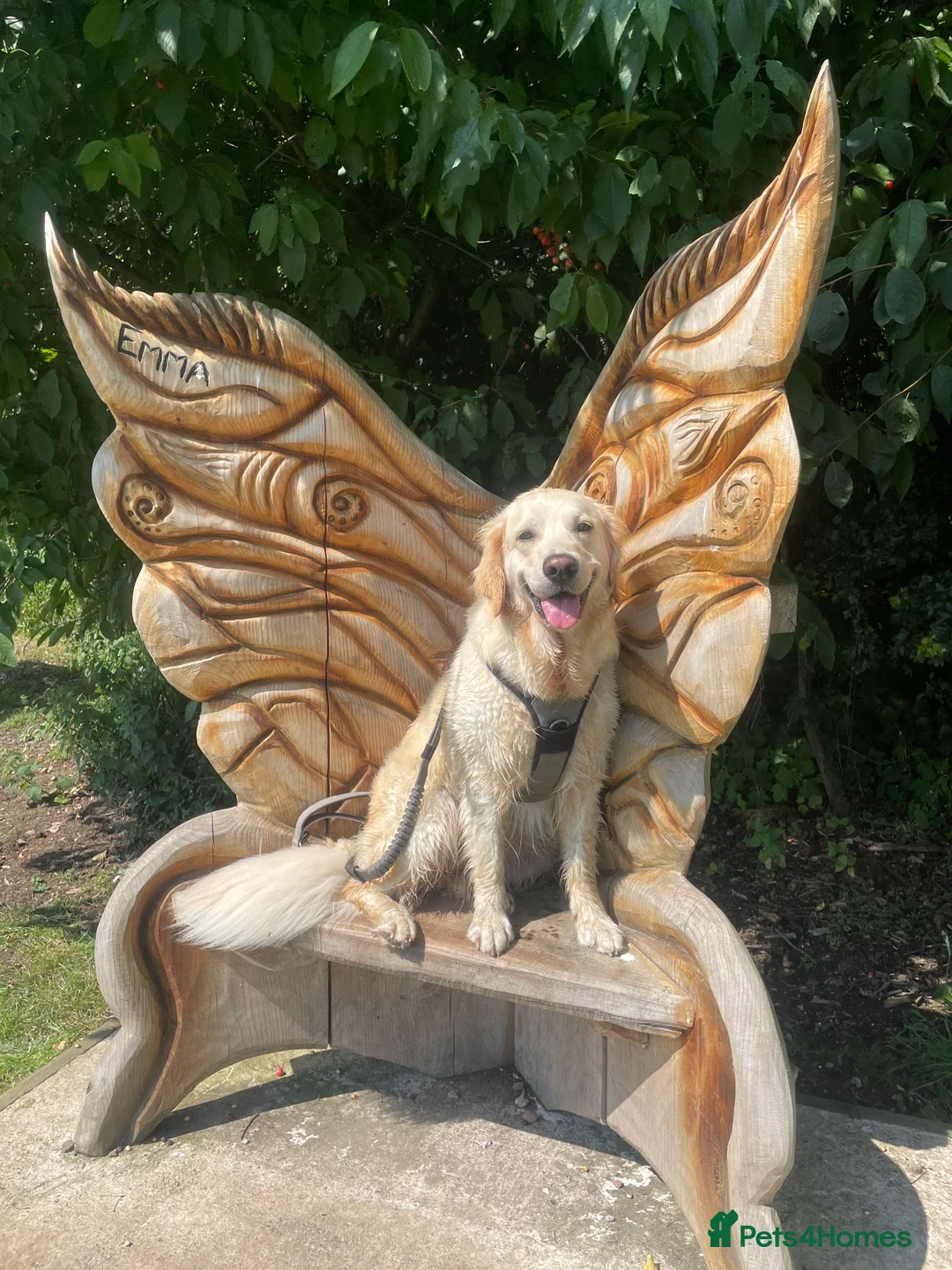 Golden Retriever dogs for sale: Golden retriever puppies  in Kirkcaldy - Advert 8