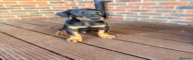 Dobermann 2 - Grey