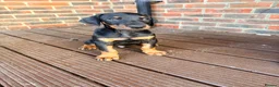 Dobermann dogs for sale: EXCEPTIONAL HOME BRED DOBERMANN PUPPIES - Advert 16