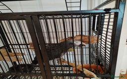 Parrots birds for sale: African grey for sale - Image 2