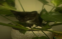 Bengal cats for sale: Pair of part bengal Tuxedo Kittens  - Image 16