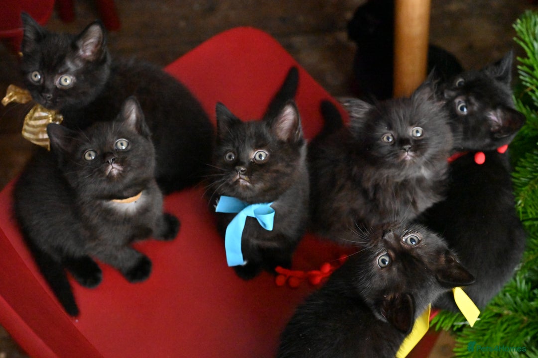 British Shorthair cats for sale: British Shorthair x Persian Kittens Available Now! - Advert 3