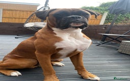 Boxer dogs for sale: 1 year old boxer dog for sale - Image 3