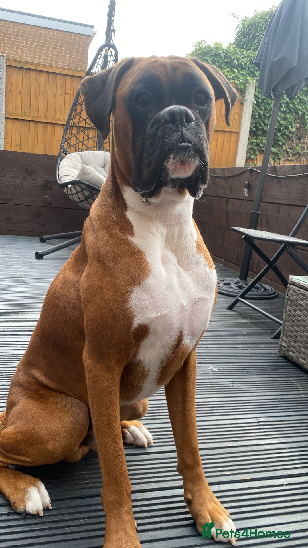 Boxer dogs for sale: 1 year old boxer dog for sale - Image 3