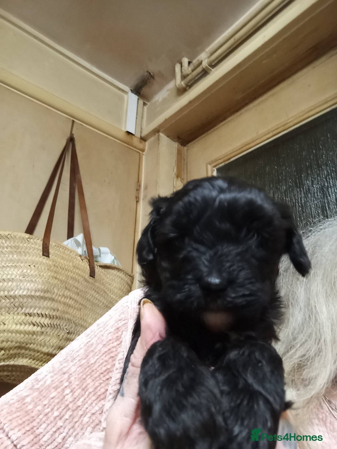 Poochon dogs for sale: POOCHON BOY PUPS - Advert 6
