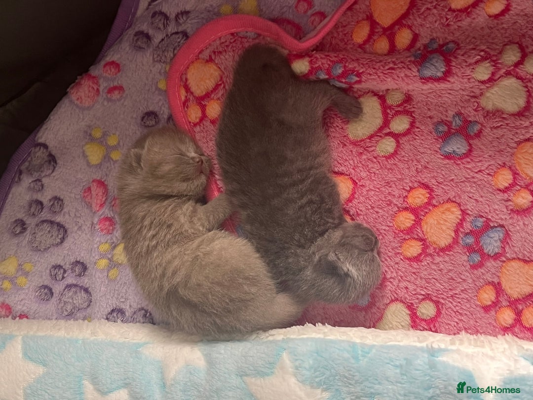 British Shorthair cats for sale: British Shorthair Kittens - Image 5