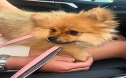 Pomeranian dogs for sale: Pomeranian - Image 3
