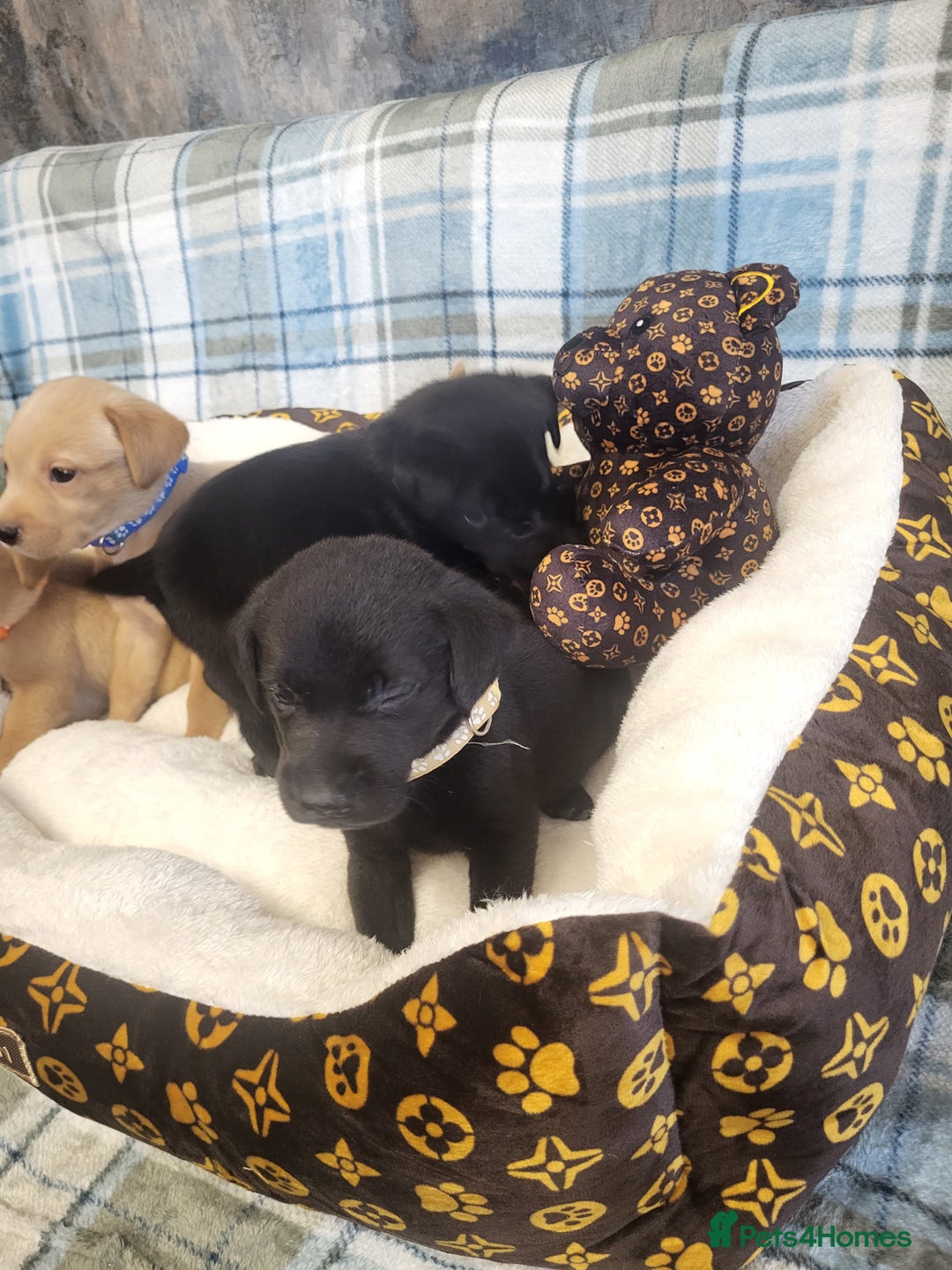 Labrador Retriever dogs for sale: KC registered Labrador Retriever puppies - Advert 15