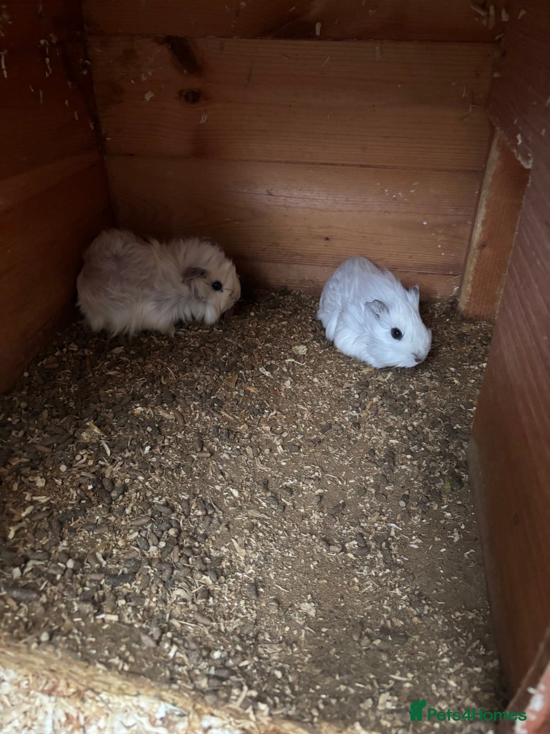 Guinea Pig rodents for sale: 2 Female Guinea Pigs 11 Weeks Old  Lovely Natured - Advert 7