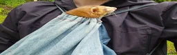Ferret rodents for sale: Ferret for a Good Home in Deeside - Advert 5