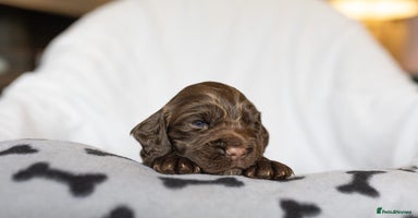 Cocker Spaniel dogs Working Cocker Spaniel puppies - Advert 10